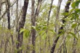 Padus avium subspecies pubescens. Цветущая ветвь. Приморский край, Уссурийский гор. округ, окр. с. Монакино, широколиственный лес на небольшой сопке. 09.05.2025.