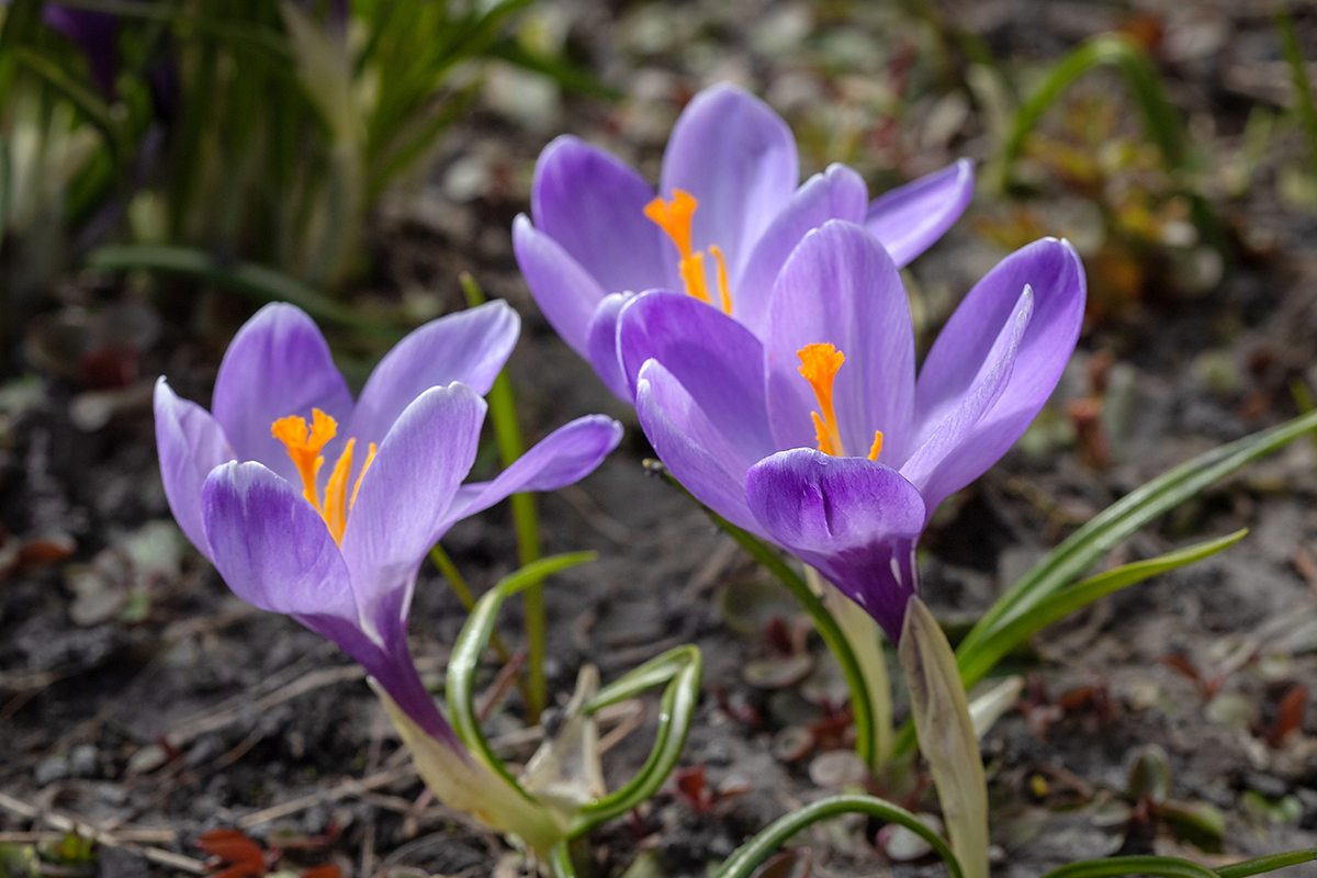 Изображение особи Crocus vernus.