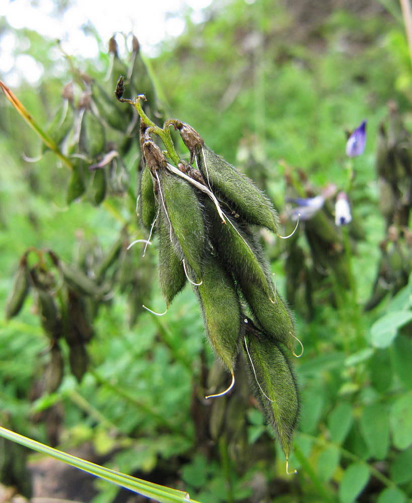 Изображение особи Astragalus norvegicus.