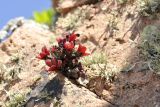 Orostachys maximowiczii. Вегетирующее растение в сообществе лишайников. Приморский край, Владивостокский ГО, о. Клыкова, скала. 07.07.2025.