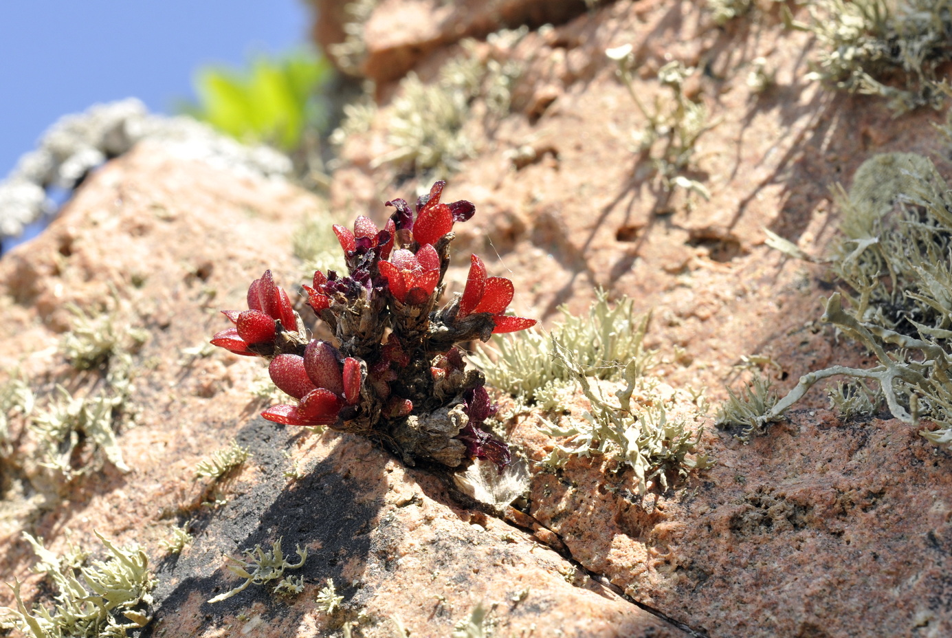 Image of Orostachys maximowiczii specimen.