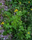 Chelidonium majus