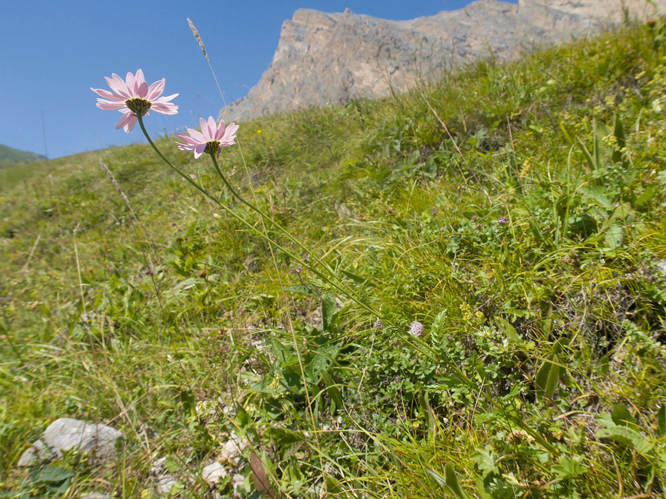 Image of Pyrethrum coccineum specimen.