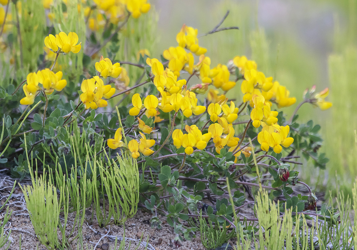 Image of Lotus corniculatus specimen.