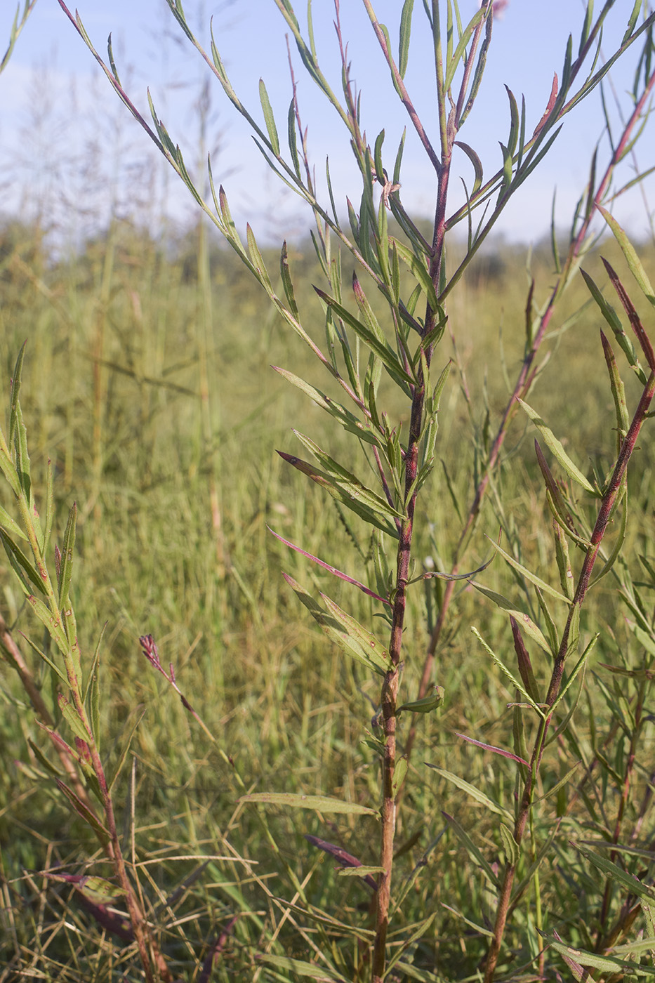 Image of Gaura lindheimeri specimen.