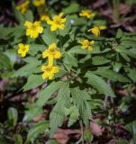 Anemone ranunculoides. Цветущие растения. Пермский край, г. Пермь, Свердловский р-н, м-н Липовая Гора, сырой хвойный лес. 25.05.2025.