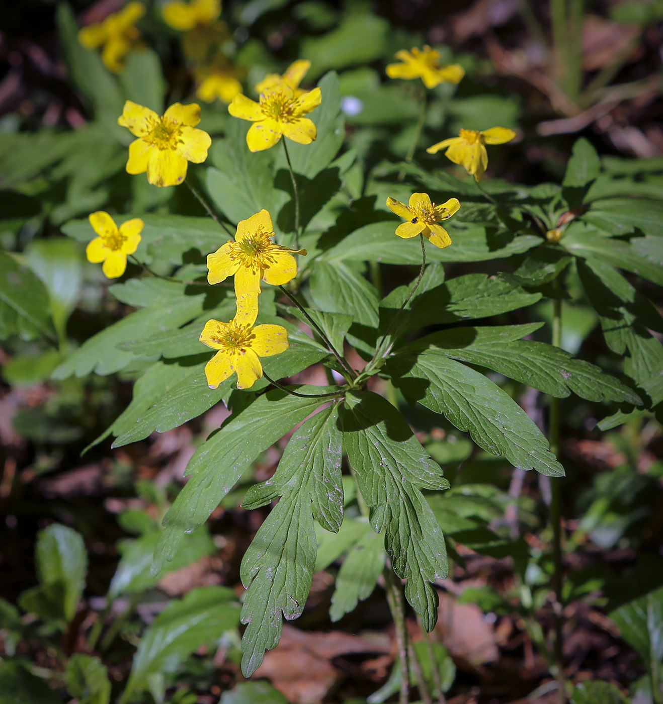 Изображение особи Anemone ranunculoides.
