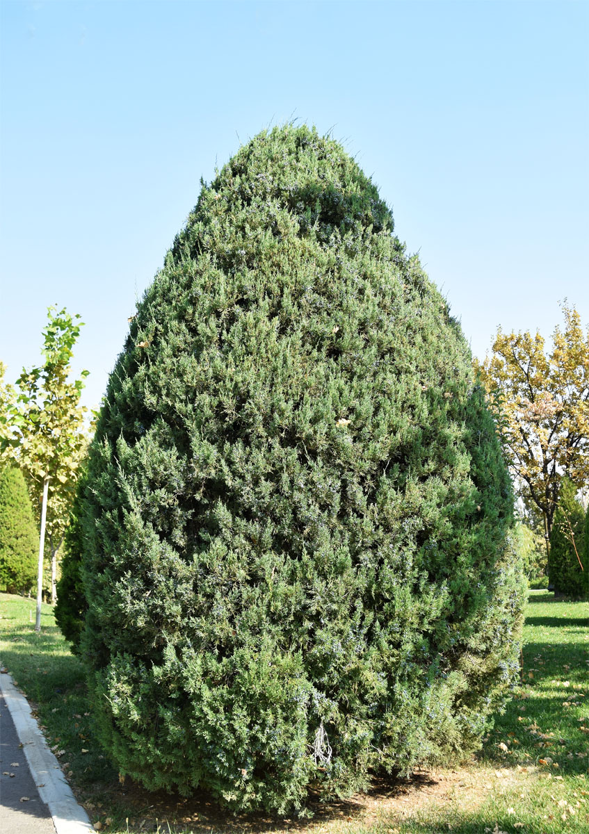 Изображение особи Juniperus virginiana.