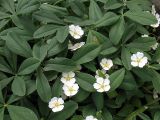 Potentilla alba