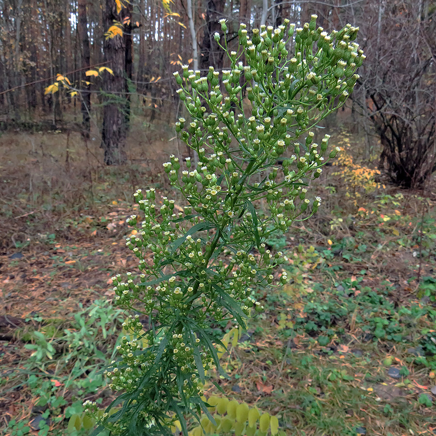 Изображение особи Conyza canadensis.