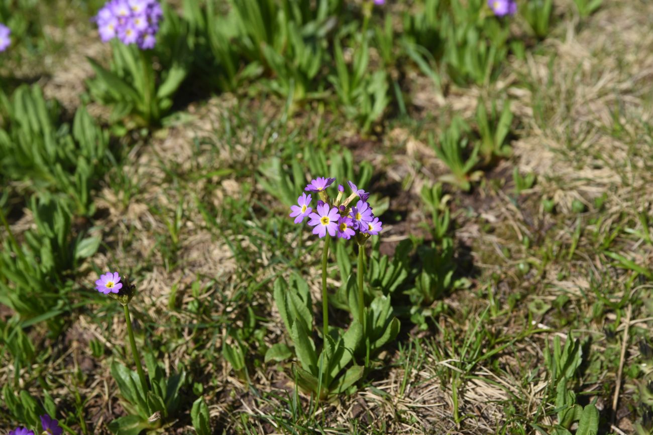 Изображение особи Primula auriculata.