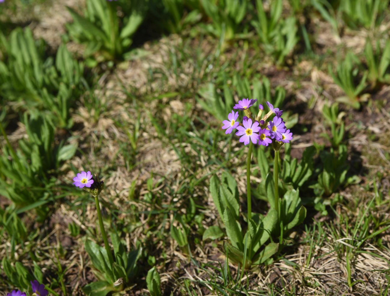 Восточная Турция и немного Месопотамии (май 2025 г.)