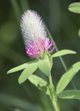 Trifolium rubens