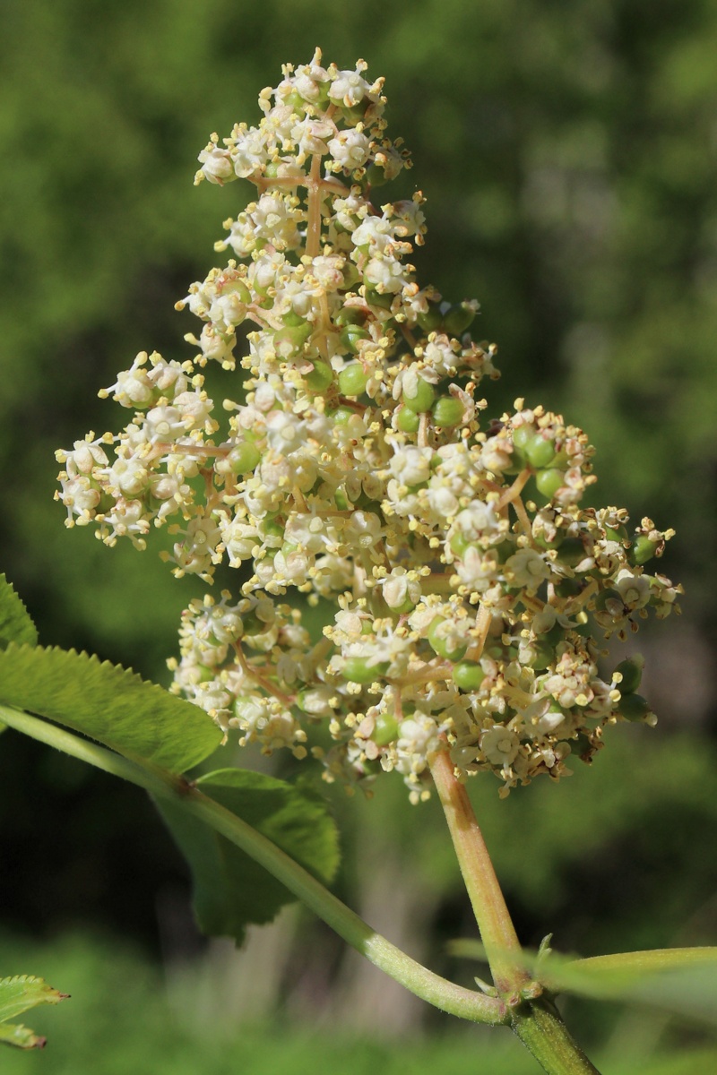 Изображение особи Sambucus racemosa.