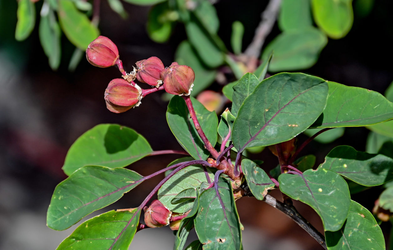 Изображение особи Exochorda racemosa.