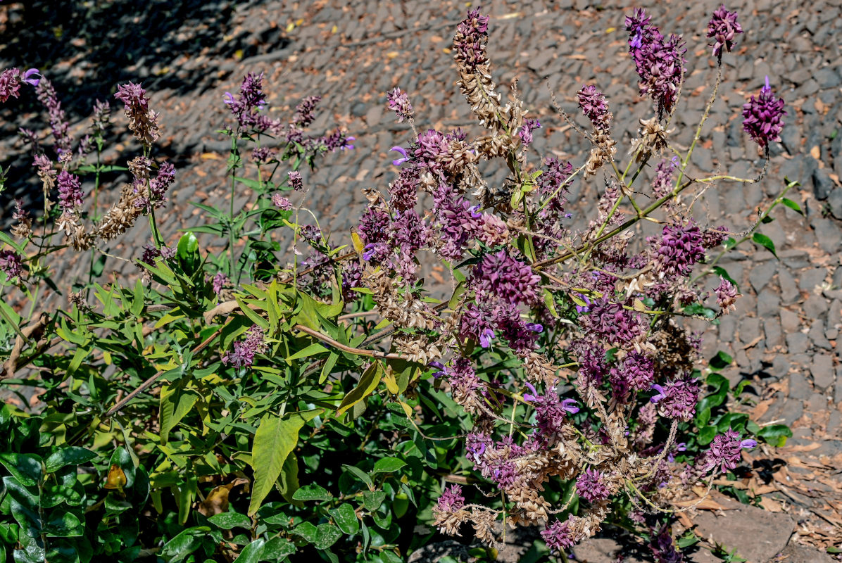 Изображение особи Salvia canariensis.