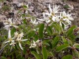 Amelanchier ovalis. Часть цветущей ветви. Крым, окр. г. Судак, ю.-з. склон горы Ай-Георгий, каменистый склон оврага. 25.04.2025.