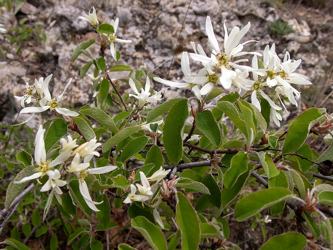 Изображение особи Amelanchier ovalis.