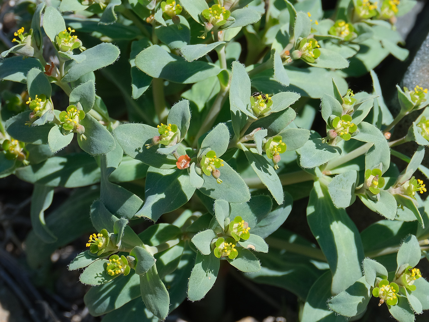 Image of Euphorbia rapulum specimen.