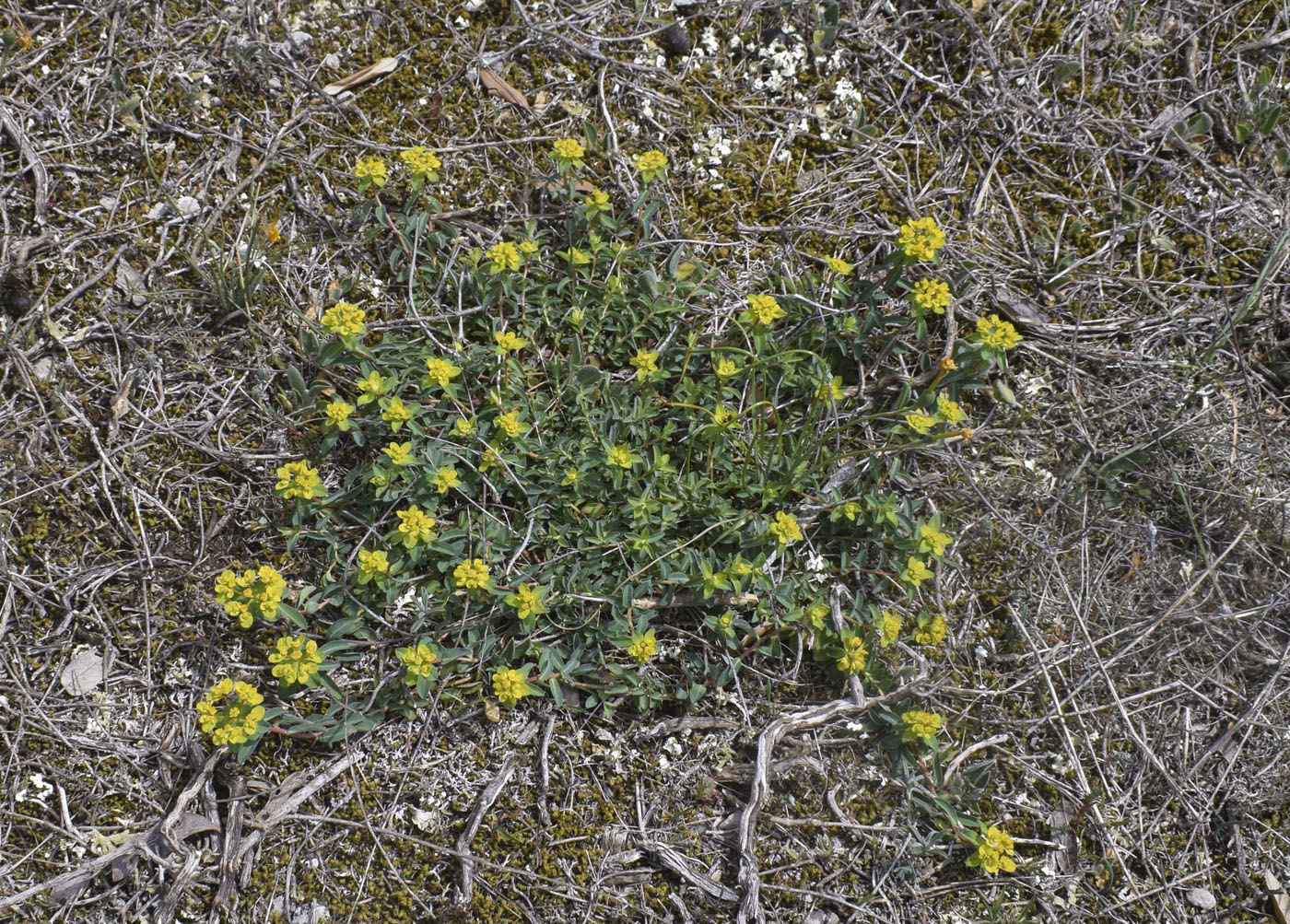 Изображение особи Euphorbia flavicoma.