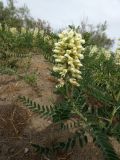 Goebelia pachycarpa. Часть растения с соцветием. Казахстан, Туркестанская обл., Сузакский р-н, закаратауская подгорная равнина, берег оз. Кызылколь, лёссовые наносы. 9 мая 2026 г.