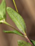 Pseudostellaria heterantha. Часть побега (вид на абаксиальную поверхность листа). Приморский край, Хасанский р-н, юго-западный берег бухты Рейд Паллада, подножье горы Мраморная, у ручья. 17.05.2026.