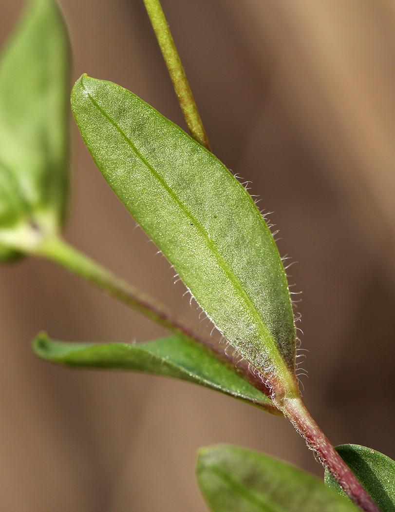 Image of Pseudostellaria heterantha specimen.