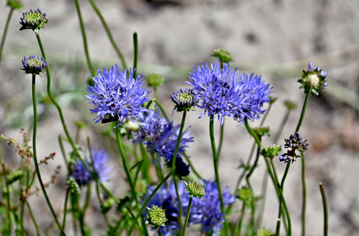 Image of Jasione montana specimen.