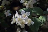 Philadelphus tenuifolius. Цветки. Московская обл., Раменский р-н, окр. дер. Хрипань, садовый участок. 13.05.2026.