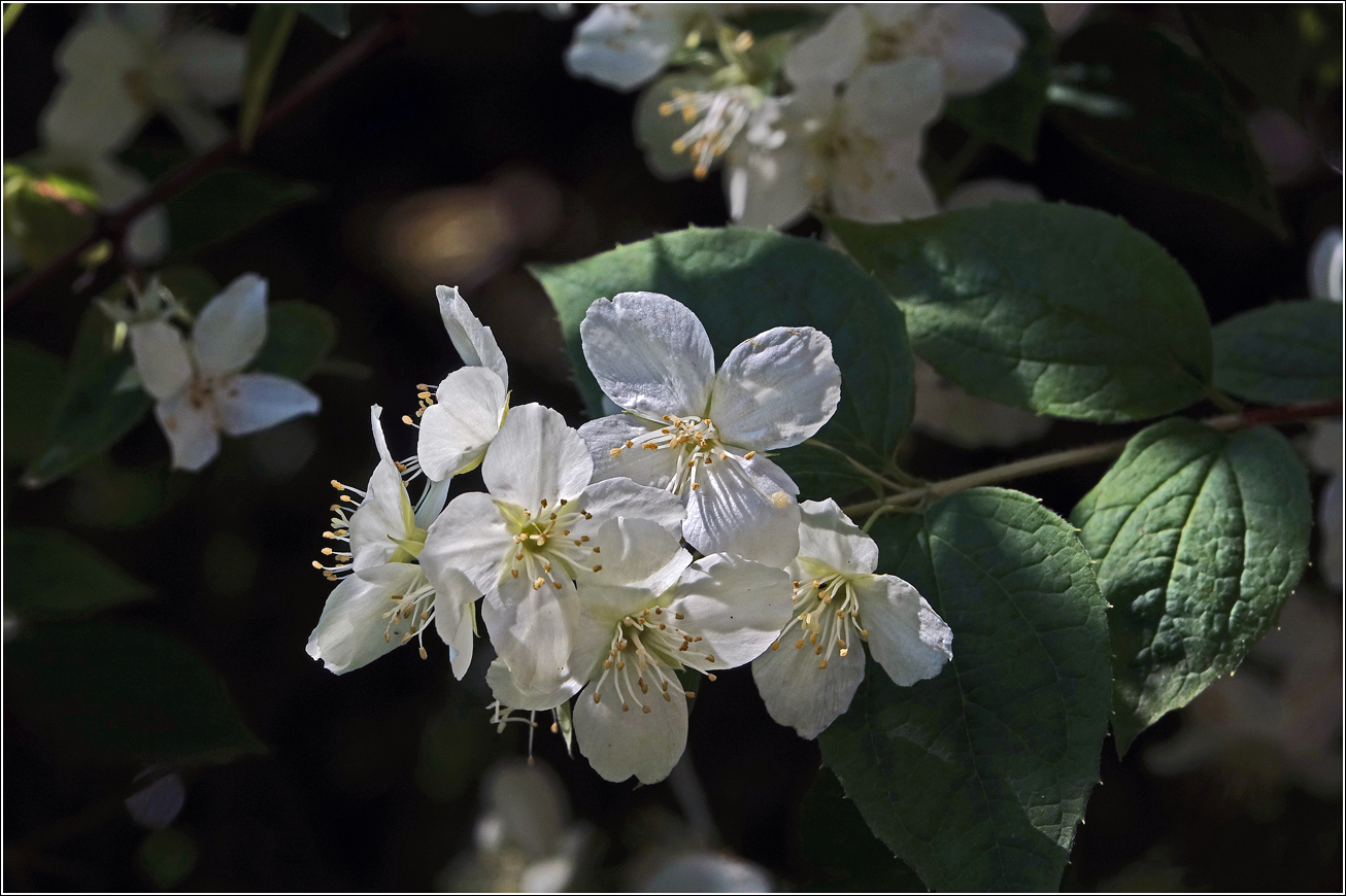 Изображение особи Philadelphus tenuifolius.