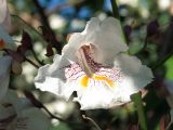 Catalpa bignonioides. Цветок. Ульяновск, Заволжский р-н, посадка в частном секторе. 25.06.2026.