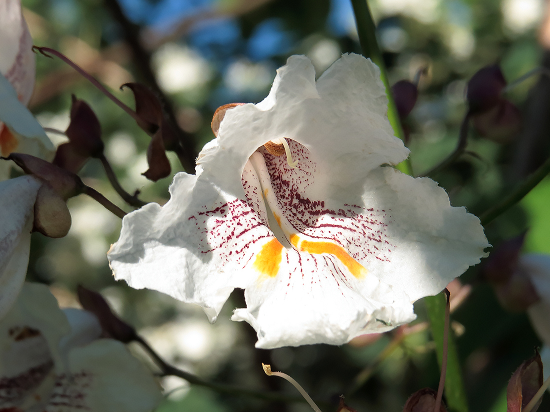 Изображение особи Catalpa bignonioides.