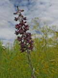 Delphinium puniceum