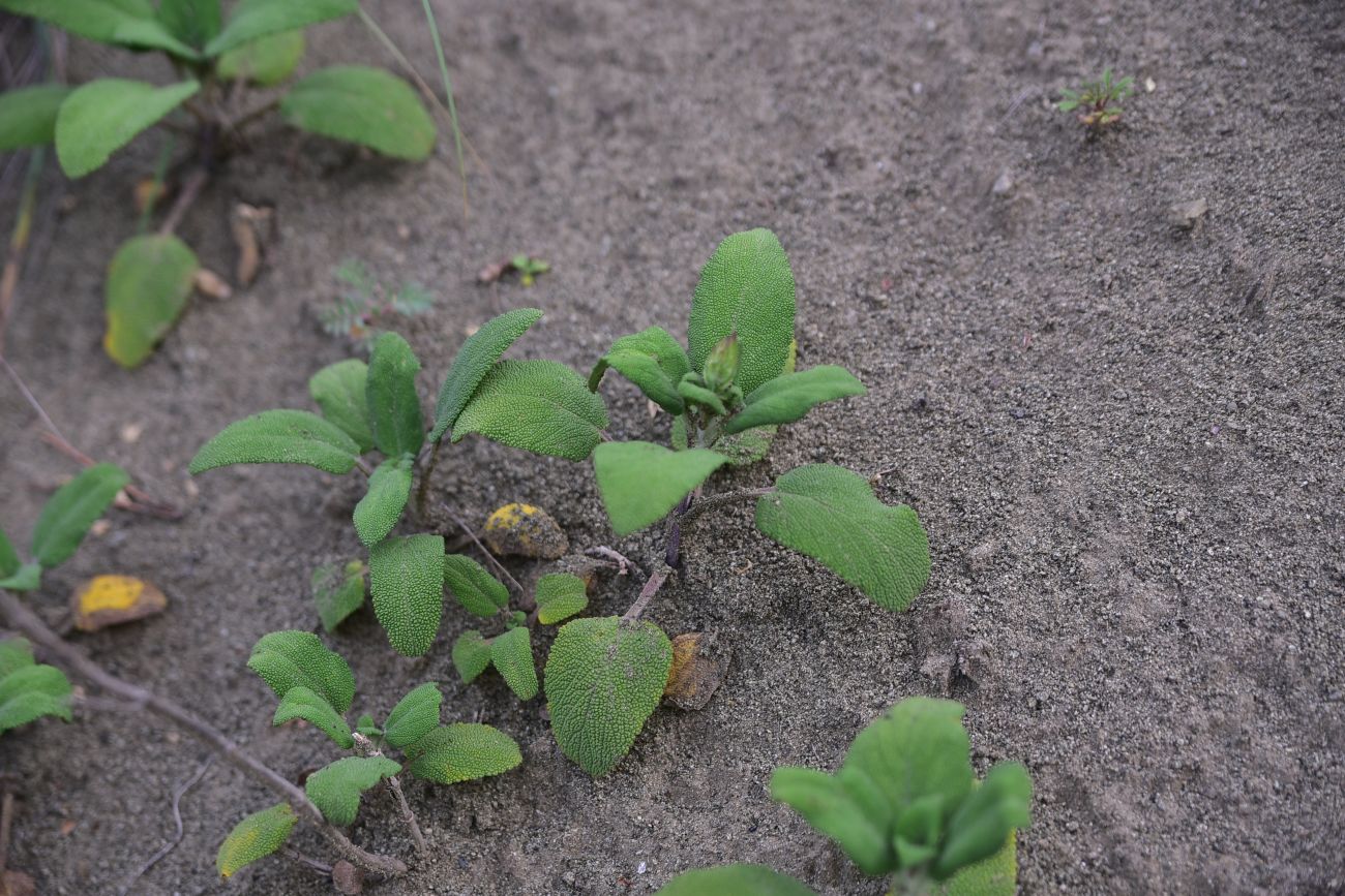 Image of familia Lamiaceae specimen.