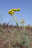 Tanacetum achilleifolium