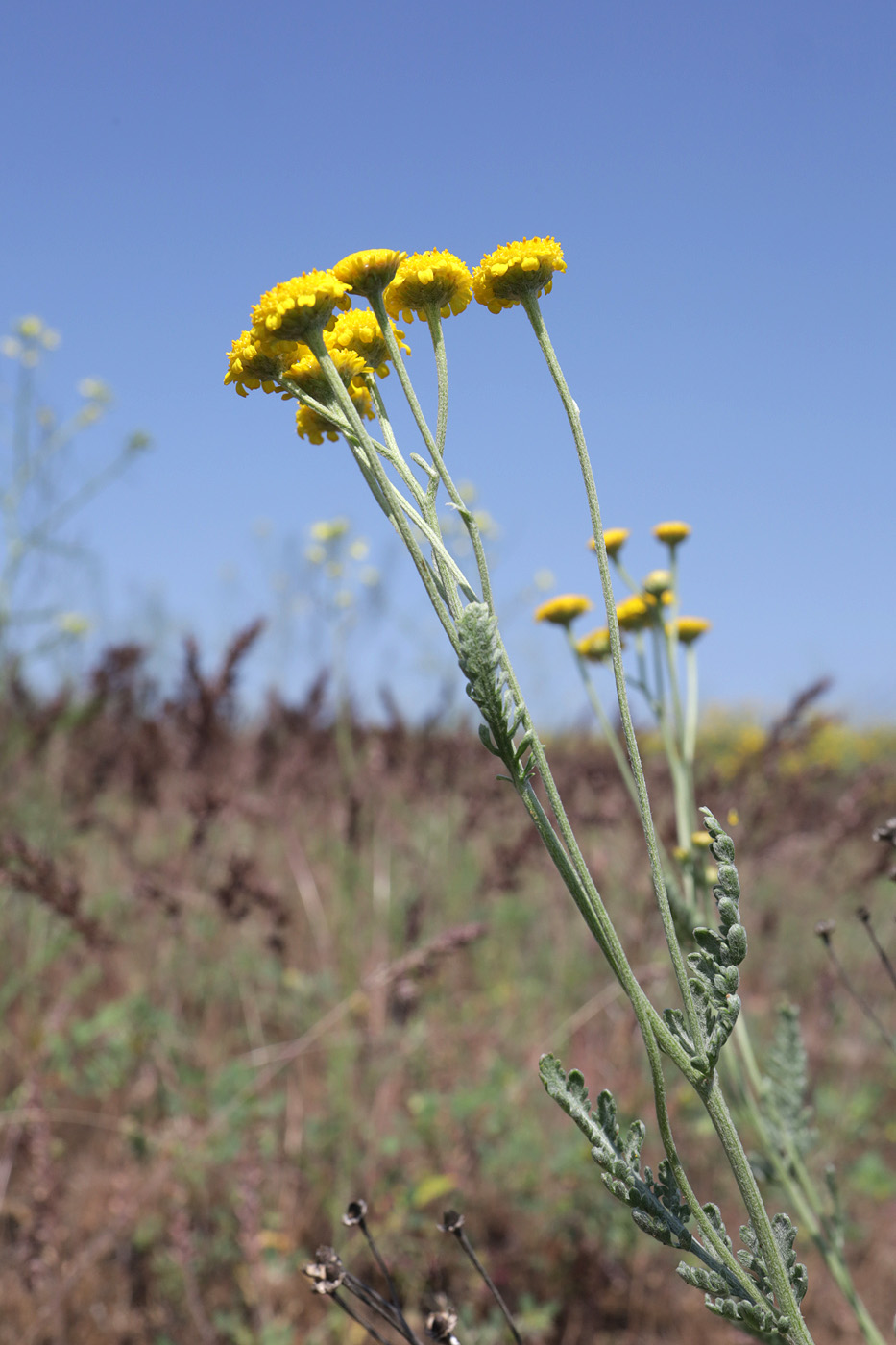 Image of Tanacetum achilleifolium specimen.