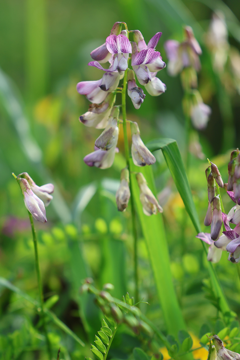 Image of Vicia sylvatica specimen.