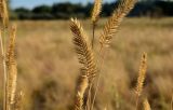 Agropyron pectinatum. Соплодия. Волгоградская обл., Ленинский р-н, окр. с. Маляевка, сухая степь. 29.08.2026.