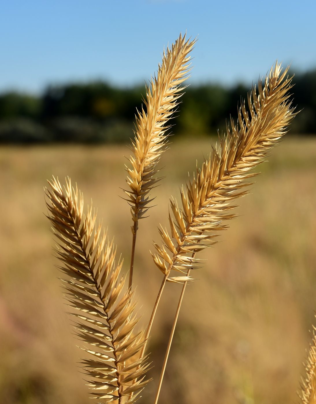 Изображение особи Agropyron pectinatum.