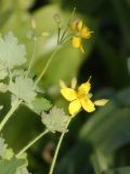 Chelidonium majus. Верхушки веточек с цветками и бутонами. Республика Молдова, муниципалитет Кишинёв, г. Кодру. 25 апреля 2026 г.