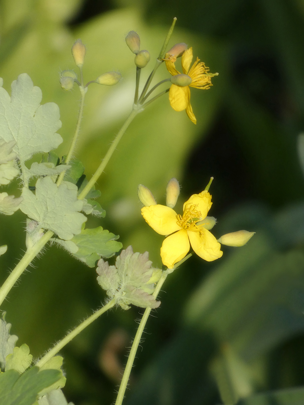 Image of Chelidonium majus specimen.