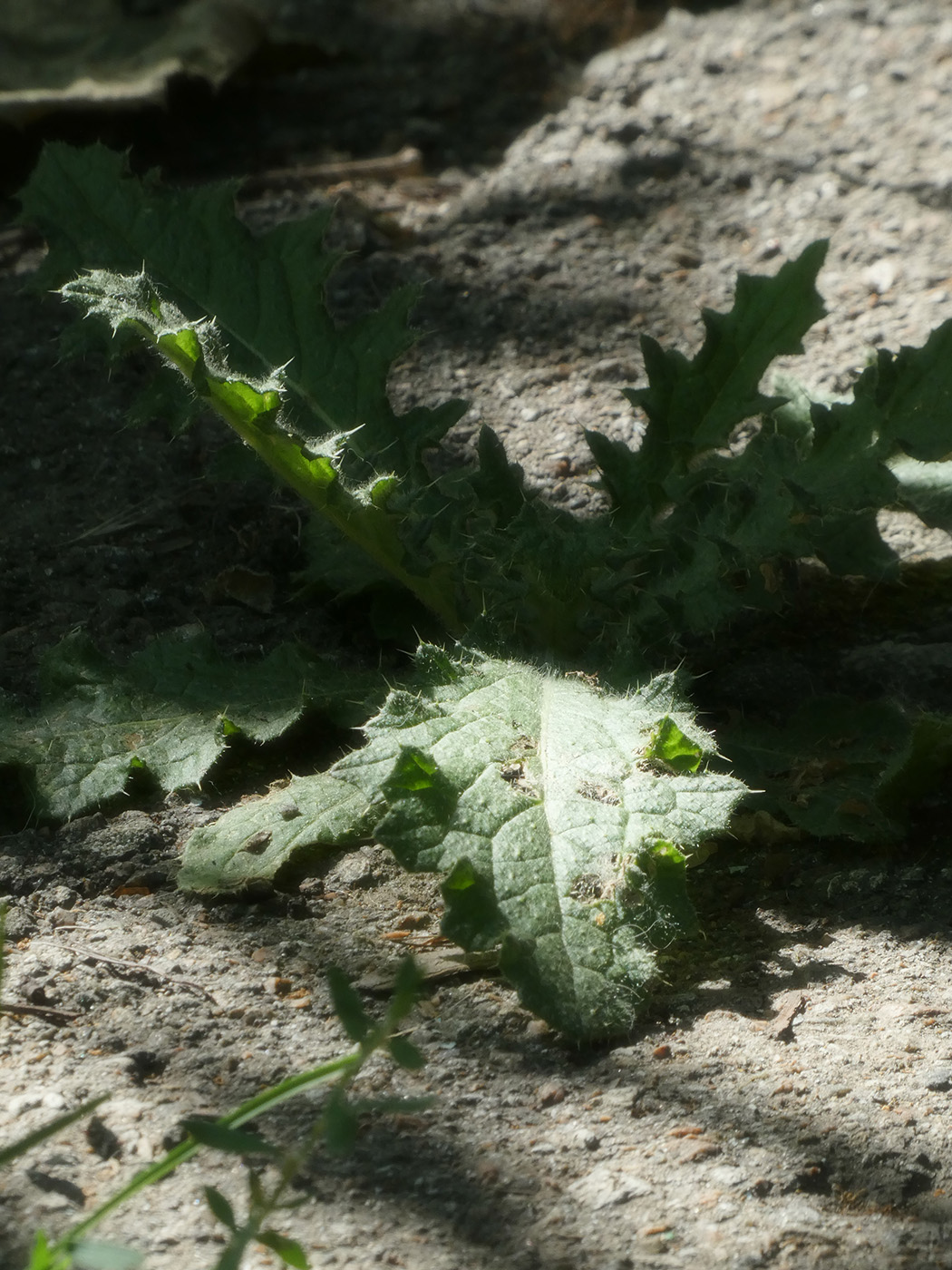 Image of Unknown species specimen.