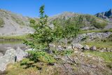Alnus hirsuta