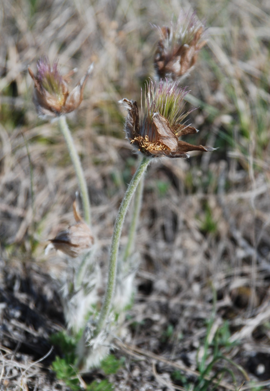 Изображение особи Pulsatilla taurica.