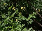 Chelidonium majus. Цветущее растение. Чувашия, г. Шумерля. 23 мая 2011 г.