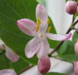 Lonicera tatarica. Цветок. Новосибирская обл., Карасукский р-н, с. Благодатное. 29.05.2011.