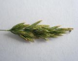 Poa pratensis