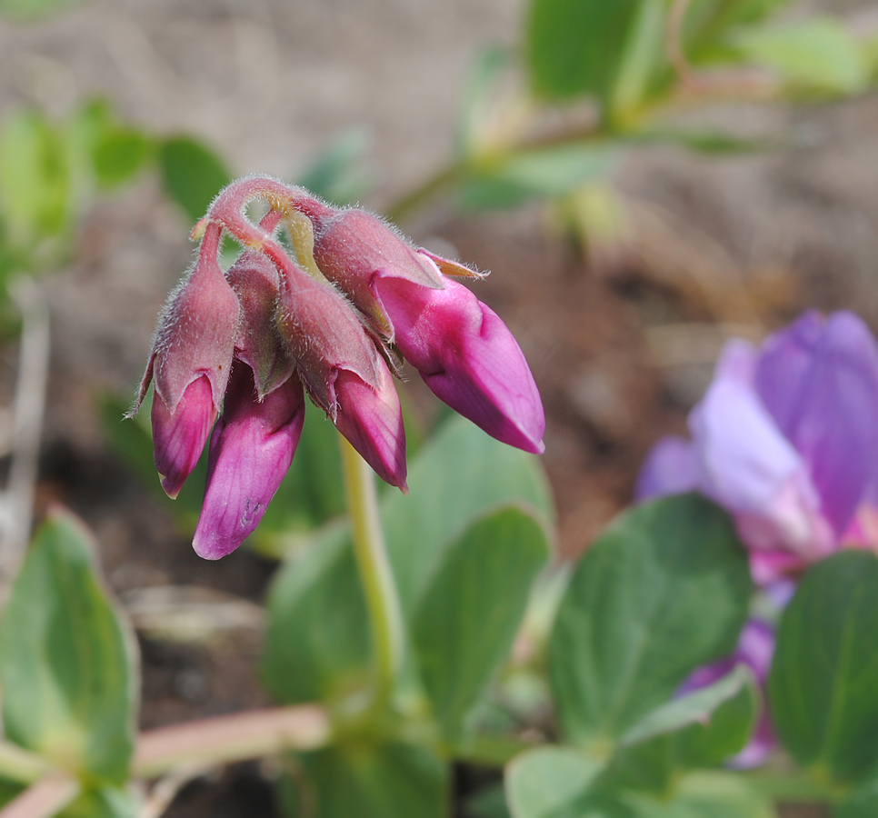 Image of Lathyrus japonicus ssp. pubescens specimen.