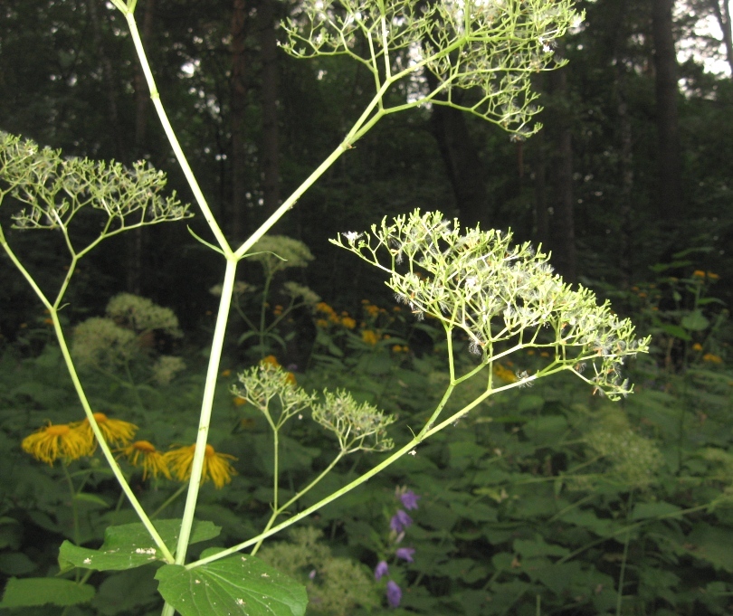 Изображение особи Valeriana tiliifolia.