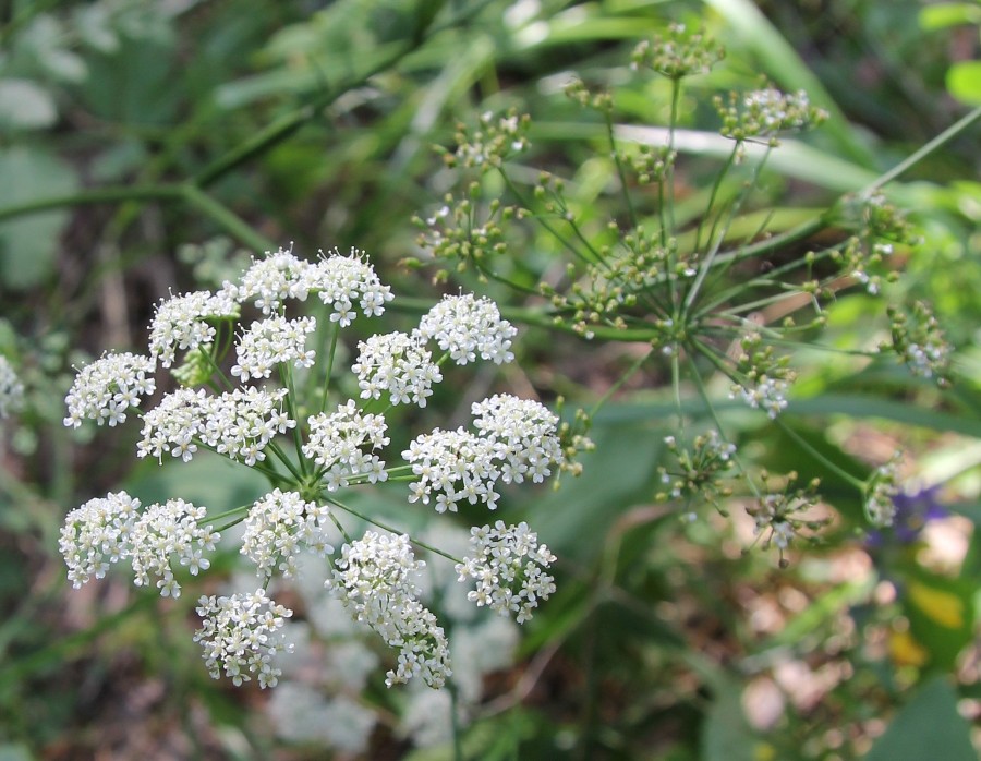 Image of Pimpinella saxifraga specimen.